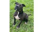 Adopt Coal a American Pit Bull Terrier / Mixed dog in Cobden, IL (41507935)