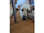 Adopt Lupin a Tan/Yellow/Fawn Husky / Labrador Retriever / Mixed dog in