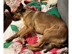 Adopt Scrappy a Tricolor (Tan/Brown & Black & White) Feist / Coonhound (Unknown