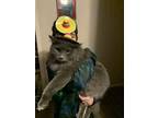 Adopt Cash a Gray or Blue Domestic Mediumhair / Mixed (medium coat) cat in