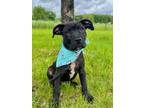 Adopt Huey a Mixed Breed (Medium) / Mixed dog in Menomonie, WI (41528177)