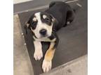 Adopt Ori a Akbash / Mixed dog in Kamloops, BC (41528197)