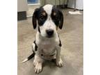 Adopt Dori a Akbash / Mixed dog in Kamloops, BC (41528195)