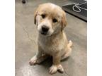 Adopt Bofur a Akbash / Mixed dog in Kamloops, BC (41528194)