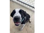 Adopt Dwalin a Akbash / Mixed dog in Kamloops, BC (41528192)