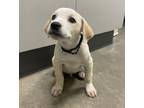 Adopt Balin a Akbash / Mixed dog in Kamloops, BC (41528191)
