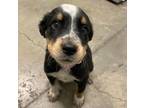 Adopt Kili a Akbash / Mixed dog in Kamloops, BC (41528190)