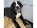 Adopt Fili a Akbash / Mixed dog in Kamloops, BC (41528188)