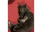 Adopt Tink a Gray or Blue Domestic Shorthair / Mixed Breed (Medium) / Mixed