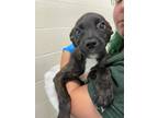 Adopt Vinny a Black Labrador Retriever / Mixed Breed (Medium) / Mixed (short