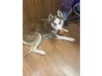 Adopt Mochasippi a Brown/Chocolate Husky / Mixed Breed (Medium) / Mixed (short