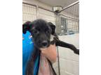 Adopt Valkyrie a Black Labrador Retriever / Mixed Breed (Medium) / Mixed (short