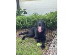 Adopt Buzz a Black Labrador Retriever / Mixed Breed (Medium) / Mixed (short