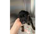 Adopt Viola a Black Labrador Retriever / Mixed Breed (Medium) / Mixed (short
