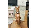 Adopt Bailey a Tan/Yellow/Fawn - with White American Pit Bull Terrier / German