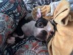 Adopt Millie a Black - with White Boston Terrier / Mixed dog in Sherwood