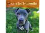 Adopt Hansel a American Pit Bull Terrier / Mixed dog in Oakland, CA (41534310)
