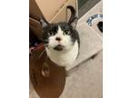Adopt Khaki a Black & White or Tuxedo American Shorthair / Mixed (short coat)