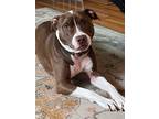 Adopt Zoey a Brown/Chocolate - with White American Staffordshire Terrier / Mixed