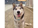 Adopt Brutus a Alaskan Malamute / Mixed dog in Pomona, CA (41534289)