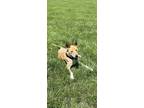 Adopt Penny a Tan/Yellow/Fawn Carolina Dog / Mixed dog in Paola, KS (41533054)