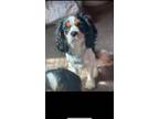 Adopt Lance a Tricolor (Tan/Brown & Black & White) Cavalier King Charles Spaniel