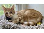 Adopt Shultz a Orange or Red (Mostly) Domestic Shorthair (short coat) cat in