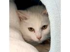 Adopt Crystal a White Domestic Shorthair (short coat) cat in Medfield