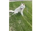 Adopt Meadow a White Husky / Mixed dog in Clayton, NC (41534346)