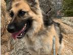Adopt Harley a Black - with Tan, Yellow or Fawn German Shepherd Dog / Husky /