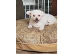 Adopt Chloe a White Poodle (Miniature) / Mixed dog in Toledo, OH (41534170)