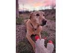 Adopt Honey a Tan/Yellow/Fawn Labrador Retriever / Mixed dog in Rio Rico