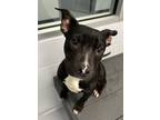 Adopt Badger a Pit Bull Terrier / Mixed dog in Topeka, KS (41534152)
