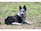 Adopt Rip a Tricolor (Tan/Brown & Black & White) Border Collie / Blue Heeler /