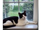 Adopt Bartholomew - Barn home! a Black & White or Tuxedo Domestic Shorthair