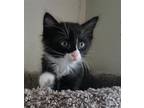 Adopt Asher a Black & White or Tuxedo Domestic Shorthair / Mixed (short coat)