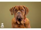 Adopt Mia a Red/Golden/Orange/Chestnut Dogue de Bordeaux / Mixed dog in