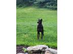 Adopt Pacino a Black - with Tan, Yellow or Fawn Doberman Pinscher / Mixed dog in
