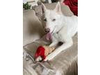 Adopt Noki a White Husky / Mixed dog in Olive Branch, MS (41533914)