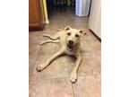 Adopt * Maggie - PENDING a Tan/Yellow/Fawn Labrador Retriever / Mixed dog in