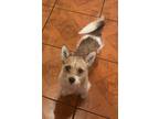 Adopt Bentley a Mixed Breed (Small) / Mixed dog in Staten Island, NY (41533891)