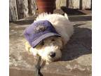Adopt Tessa a White - with Tan, Yellow or Fawn Labradoodle / Mixed dog in