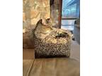 Adopt Smoke a Black (Mostly) Domestic Shorthair / Mixed (short coat) cat in