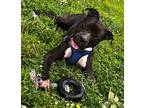 Adopt Grayson a Boxer / Mixed dog in Mineral, VA (41523960)