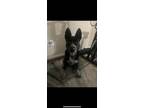 Adopt Zoey a Black - with Gray or Silver Husky / Mixed dog in Houston