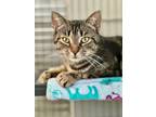 Adopt Morgan a Domestic Shorthair / Mixed (short coat) cat in Cumberland