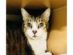 Adopt Gerald a White Domestic Shorthair / Mixed Breed (Medium) / Mixed (short