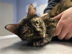Adopt Sparkles the Marmoset a All Black Domestic Shorthair / Mixed Breed
