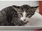 Adopt Mochi a Gray or Blue Domestic Shorthair / Mixed Breed (Medium) / Mixed