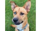 Adopt SERGEI a Brown/Chocolate - with White German Shepherd Dog / Husky / Mixed